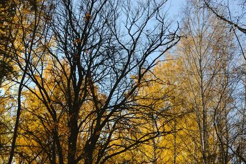 Branched large leafless tree in the shade in the autumn forest Foto stock