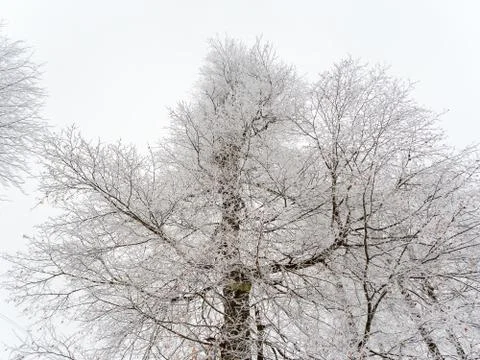 Branched tree covered with snow on the background of the sky in cloudy weather Stock Photos