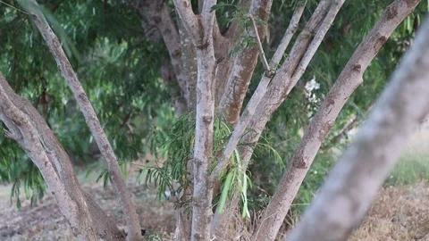 Branched tree Stockbeeldmateriaal 245729201