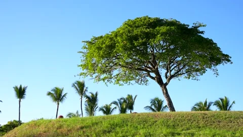 A branched tree on a green hill. Stock Footage 169147174