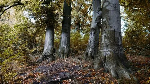 Branched tree Group of trees on the hillside Stock Photos