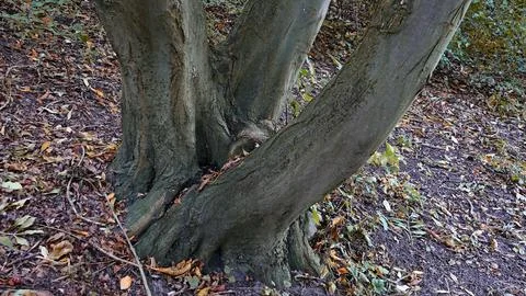 Branched tree, Group of trees, three-piece trunk Stock Photos