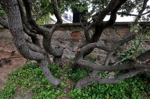 Branched tree Stock Photos