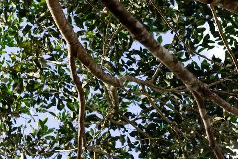 Branched tree Stock Photos