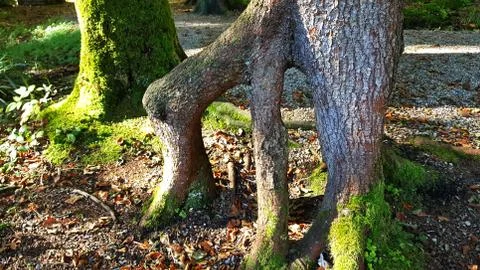 Branched tree root in the forest Stock Photos