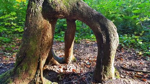 Branched tree root in the forest Stock Photos