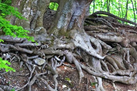 Branched tree root in the forest Stock Photos