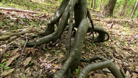 Branched tree roots in an autumn forest. Hartshorne Woods Park Stock Footage 335574458