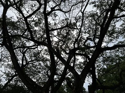 Branched tree trunks, tree trunks with leaves Stock Photos