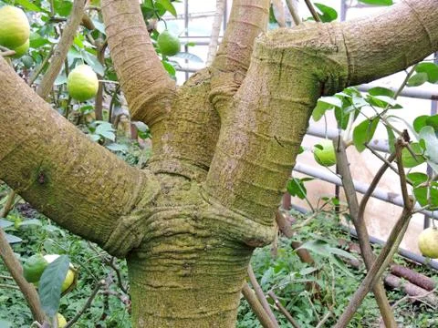 Branched trunk of a lemon tree Stock Photos