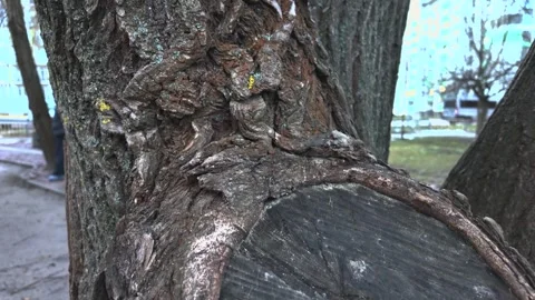 Branched trunk of an old willow, background Stock Footage 298594900