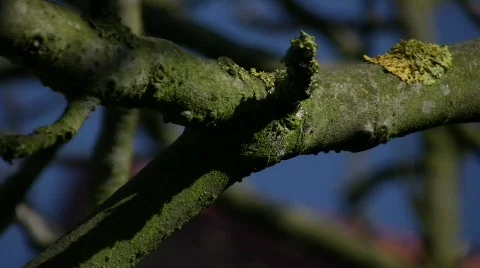 Branches 01 库存影片 335641