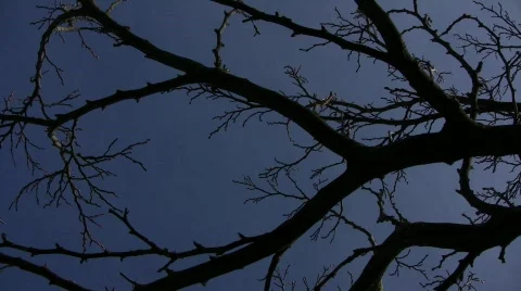 Branches 02 库存影片 335630