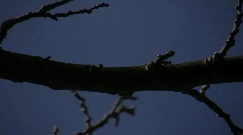 Branches 04 库存影片 336364