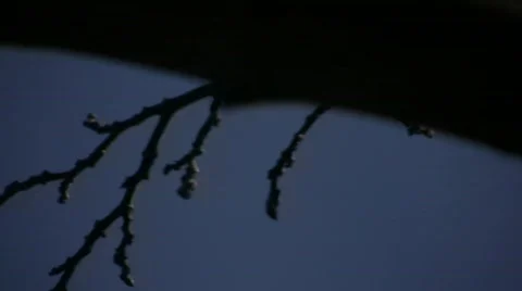 Branches 05 库存影片 336379