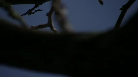 Branches 06 库存影片 336376