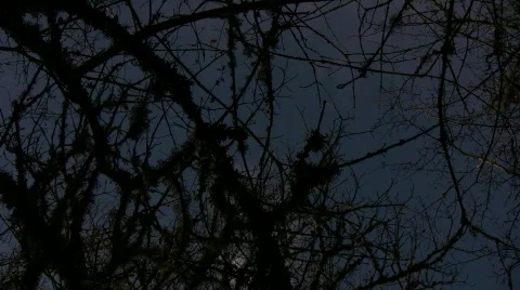 Branches 07 Stock Footage 725889