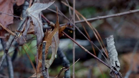 Branches 1 Stock Footage 89777073