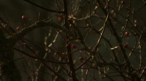 Branches 10 库存影片 713952