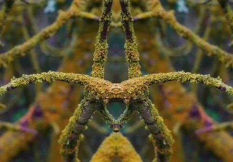 Branches Abstract Symmetrical Closeup Macro Green Stock Photos