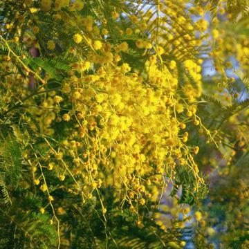 Branches of Acacia dealbata tree with bright yellow flowers in garden Stock Photos