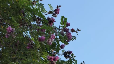 Branches of an Acacia tree with large bright pink flowers sway in the wind. Stock Footage 134952595