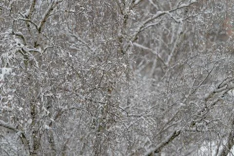 Branches adorned with snow display complex designs. Frozen branches arrange.. Stock Photos