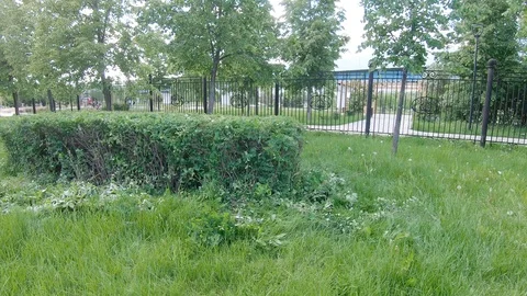 Branches after cutting bushes Stock-Footage 108657918