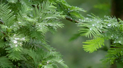 Branches after rain Stock-Footage 832289