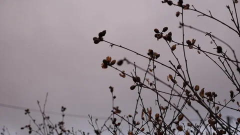 Branches after rain Stock Footage 87922245