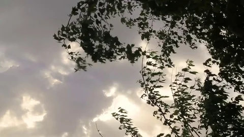 Branches against a background of clouds Stock Footage 76474422