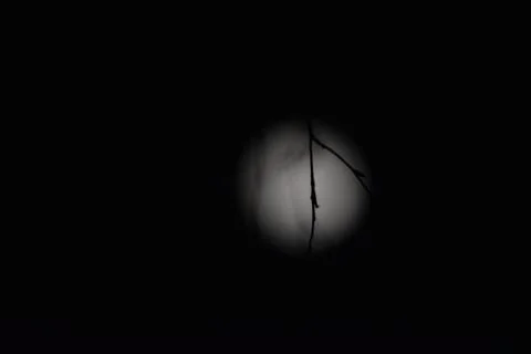 Branches against the background of the full moon Stock Photos