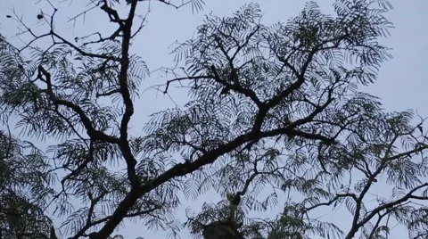 Branches against a clear blue sky Stock Footage 41856913