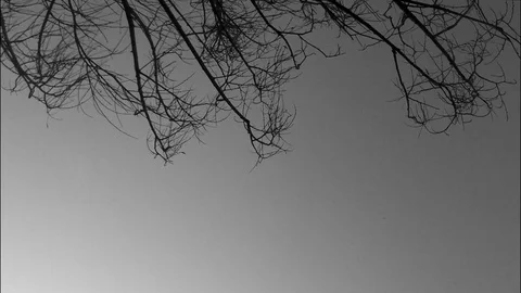 Branches against the sky black and white timelapse 스톡 동영상 77283239