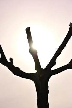 Branches against the sky Fotos de archivo