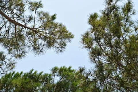 Branches against the sky. Stock Photos