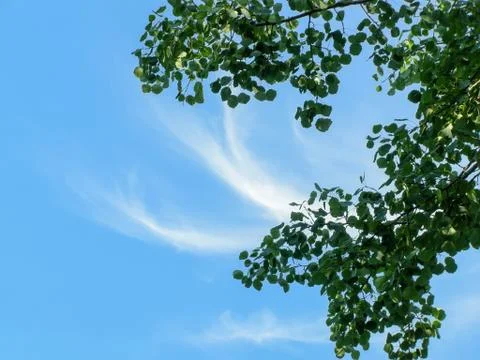 Branches against the sky Stock Photos