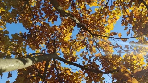Branches against sky, young oak with yellow leaves in autumn on a warm day outsi Stock Footage 163428921