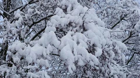 Branches of the Alder Tree are Covered with Snow Stock Photos
