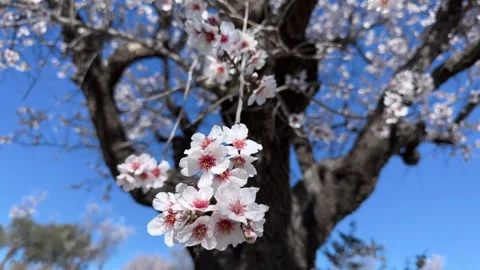 Branches of almond Stock Footage 289238664