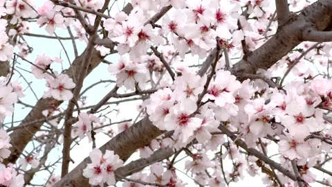 Branches of almond Stock Footage 289238665