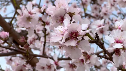 Branches of almond Stock Footage 289238677