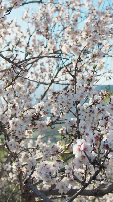 Branches Of An Almond Tree Hiding The Landscape Stock Footage 263889509