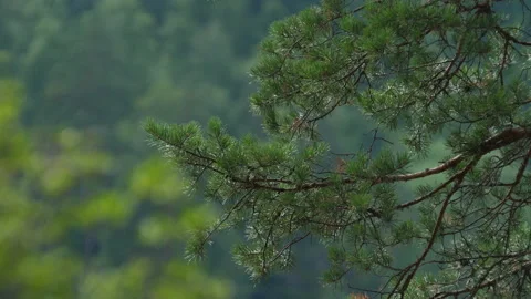 Branches of Altai pine Stock Footage 204108496