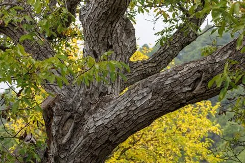 Branches of ancient common walnut with the trunk attached in autumn Stock Photos