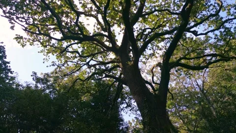 Branches Of Ancient Huge Trees Growing In The Forest. Low Angle Shot Stock Footage 254945973