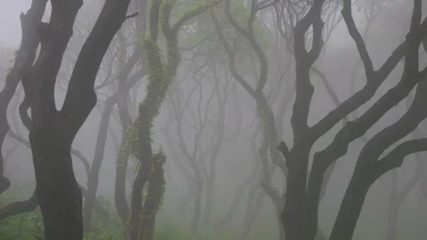 The branches of the ancient trees in the forest park swayed in the rain and fog Stock Footage 241150901