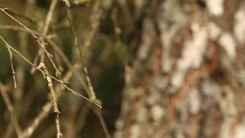 The branches and bark of the old birch in the early autumn Video stock 94959224