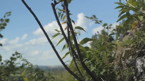 Branches and the blue cloudy sky on a sunny day in Mountains Stock Footage 101448864