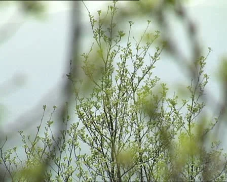 Branches and buds rack focus 2 Stock-Footage 12119717